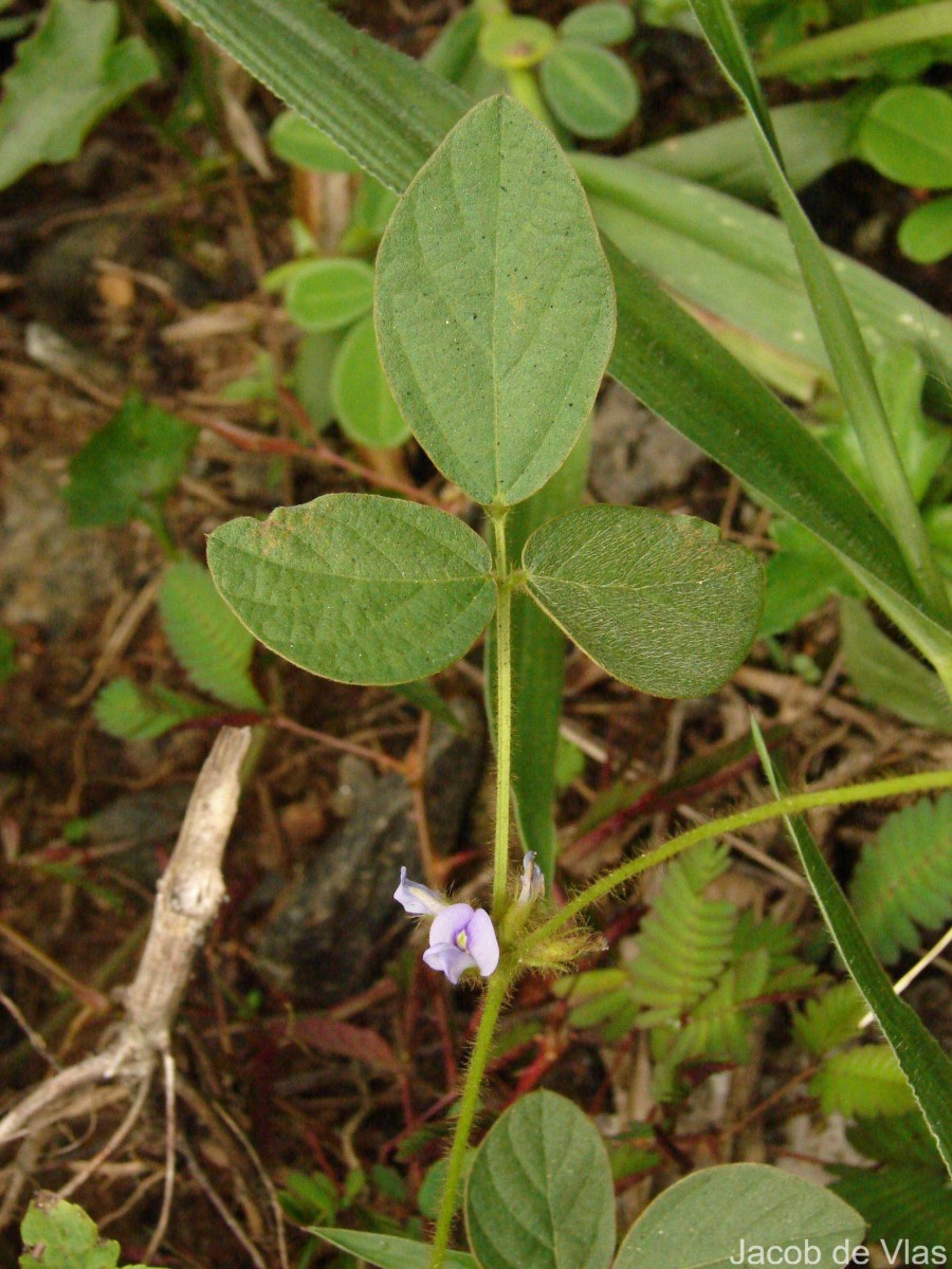 Calopogonium mucunoides Desv.